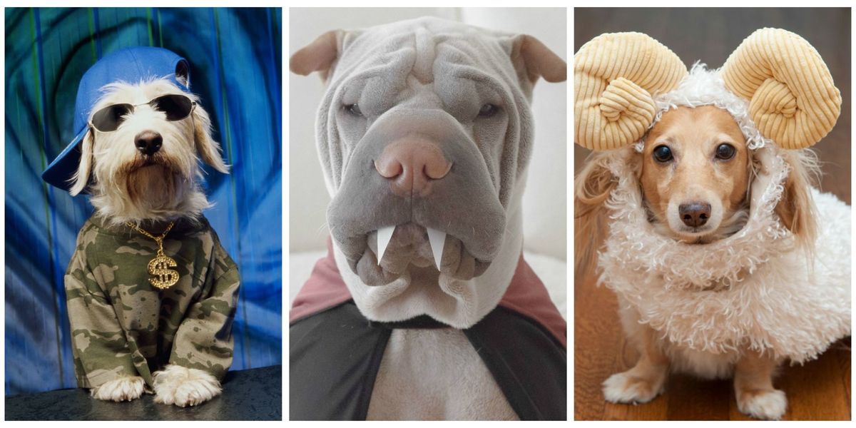53 Funny Dog Halloween Costumes - Cute Ideas for Pet Costumes